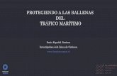 PROTEGIENDO A LAS BALLENAS DEL TRÁFICO …...2019/05/03  · Lesiones en ballena de aleta (Balaenoptera physalus) varada en Santo Domingo, se observan lesiones producidas por hélices