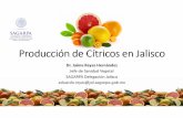 Producción de Cítricos en Jalisco - CESAVEJAL · 2019-10-08 · Chiapas Colima Jalisco, 5% Morelos Oaxaca Puebla Quintana Roo San Luis Potosí Tabasco Tamaulipas Veracruz Yucatán