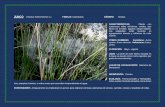 JUNCO L.) FAMILIA: GÉNERO · 2017-01-09 · JUNCO (Scirpus holoschoenus L.) FAMILIA: Ciperáceas. GÉNERO: Scirpus. CARACTERÍSTICAS Planta con numerosos tallos cilíndricos, verdes,