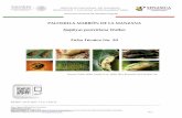 Epiphyas postvittana Walker - gob.mx · 2019-05-14 · cual se alimenta de frutas, verduras y árboles forestales, de manera que el rango de hospedantes que tiene, se extiende a más