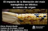 El impacto de la liberación del maíz transgénico en …depa.fquim.unam.mx/amyd/archivero/El_impacto_de_la...Producción exitosa y sustentable en MÉXICO por más de 8000 años!