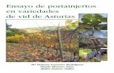 Ensayo de portainjertos en variedades de vid de Asturias · la Mencía puesto que el inicio de su ciclo vegetativo es más tardío que el de las variedades locales y por ello está