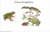 No Slide Titlezoologiageneral.com.ar/datos/TEORICOS/anfibios.pdf · • Larvas de anuros con intestinos más largos que anuros adultos ... • Tres categorías de reproducción •