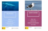 gaviota cocinera BALLENA AZULantartidaeduca.com/wp-content/uploads/2018/05/cartas-fauna.pdf · ballena azul peso: 45 t-----longitud: 15m-----alimentaciÓn: krill