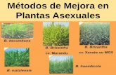 Métodos de Mejora en Plantas Asexualesagro.unc.edu.ar/~mejogeve/Especies agamicas EPG 2018.pdf · convencionales. Ya que producen al menos algunos sacos embrionarios meióticos que