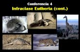 Conferencia 4 Infraclase Eutheria (cont.)cmas.siu.buap.mx/portal_pprd/work/sites/biologia...•Tienen dientes adaptados para apresar y desgarrar: Molares amplios, segundo molar superior