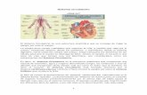 Sistema circulatorio · 2018-03-16 · 2 ¿Cuál es su Función? El Sistema Circulatorio, además de irrigar la sangre, se encarga también de transportar los desechos del cuerpo,