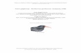 Chova piquirroja – Pyrrhocorax pyrrhocorax (Linnaeus, 1758)digital.csic.es/bitstream/10261/111083/1/pyrpir_v1.pdf · 2019-08-07 · del cráneo del rabilargo e incluso que la chova