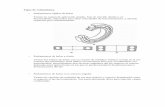 Rodamientos de rodillos cilíndricos - SENATI VIRTUALvirtual.senati.edu.pe/.../temario_dibujo_tecnico/tema17.pdf · 2013-09-24 · Criterios de selección. • Espacio disponible