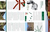 COSTAS DE LA GOMERA - Senderos BTT · En este folleto enconttrarás una breve descripción del Camino Natural Costas de La Gomera y la cartografía nece ... norte de la isla, hacen