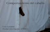 Luis Losinno Produccion Equina -UNRC- · masturbación en equinos (McDonnell S, 1990) •Erecciones espontáneas (en 24 hs) 18 ± 5 • Duración de la erección (en seg) 1 a 3 •