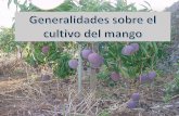 CLIMATOLOG£†A Y SUEL aguacate/cultivo-mango.pdf Cuando cualquier planta que no queremos que fructifique