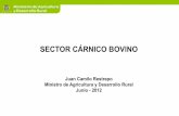 SECTOR CÁRNICO BOVINO - MinAgricultura Ci… · Participación porcentual del ganado bovino dentro de la producción del sector agropecuario - El ganado bovino participa en el año