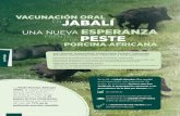 VACUNACIÓN ORAL JABALÍENJABALÍ FRENTE A LA VACUNACIÓN ORAL PORCINA AFRICANA UNA NUEVA ESPERANZA PESTE La Peste Porcina Africana (PPA), la mayor amenaza para el sector porcino de