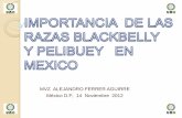 MVZ ALEJANDRO FERRER AGUIRRE México D.F; 14 …genes del Pelibuey Fueron introducidos “probablemente” por los traficantes de esclavos en los siglos XVII y XVIII a Brasil y a las