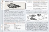 COBI – Comunidad y Biodiversidad A.C. – Asociación civil ...cobi.org.mx/.../2016/08/PANGAS-2012-Ficha-2-caracol_chino_Murex-snail.pdf · Prtndpales unas de pesca de caracol chino
