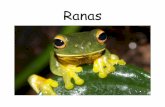 Ranas - Mustard Seed Books Ranas.pdf · Las ranas usan sus lenguas grandes y pegajosas para atrapar la comida. A las ranas les gusta comer los insectos, ¡pero algunas ranas se comen