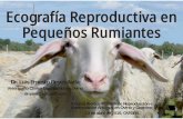 Ecografía Reproductiva en Pequeños Rumiantes...2016/04/13  · tejidos y los transforma en puntos de luz con una intensidad proporcional a la intensidad de los ecos correspondientes