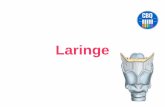 Laringe...Cartílago Cricoides Situado en la parte inferior de la laringe. Tiene forma de anillo, presentando un arco cricoideo (parte antero-lateral) y una placa crico-tiroidea (parte