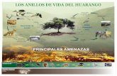 LOS ANILLOS DE VIDA DEL HUARANGO - Kew D… · Introducción del Tamarix , planta altamente invasiva Aumento de plagas, falta de controladores naturales Caza indiscriminada de animales