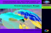 Guacamaya Roja - Conanp€¦ · por Veracruz, Oaxaca, Tabasco, Campeche y Chiapas (Ridgely, 1981; Howell y Webb, 1995). Sin embargo, la guacamaya roja desapareció del sur de Tamaulipas