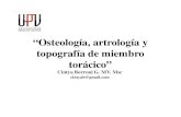 “Osteología, artrología y topografía de miembro torácico” comunidadanato/DraCBorroni/UPV/Clase_3_ost… · “Osteología, artrología y topografía de miembro torácico”