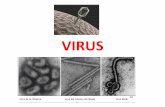 VIRUS - iessantaeugenia.es · Cada virus puede Ilegar a crear de una sola vez entre 10.000 y 100.000 réplicas. Una vez creadas las réplicas del virus, salen de la célula y la destruyen.