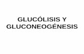 GLUCÓLISIS Y GLUCONEOGÉNESIS€¦ · REGULACION DE LAS ENZIMAS CLAVE DE LA GLUCÓLISIS HEXOQUINASA: Inhibición por glucosa 6-fosfato FOSFOFRUCTOQUINASA: Inhibición por ATP, citrato