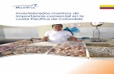 Invertebrados marinos de importancia comercial en la costa ...marviva.net/sites/default/files/documentos/guiaespeciescolombia_7x… · El Estado colombiano es consciente de la importancia