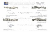 II. Ápice del abdomencenapa.ucdavis.edu/files/52737.pdf · Antena con 10 segmentos en las cuales la punta forma una clava de dos segmentos. Hormigas sureñas de fuego (Solenopsis