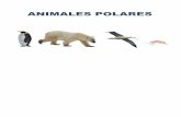 ANIMALES POLARES - ABCservicios2.abc.gov.ar/.../proyectoanimales/.../galeria_animalespolare… · animales polares. oso polar. pingÜino emperador . albatros ceja negra }} krill .