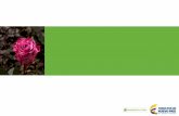 Composición de la Cadena - MinAgricultura · 2019-06-05 · • El clavel, el crisantemo y la rosa de Colombia cuenta con denominación de origen que garantiza que las características