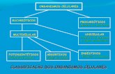 CLASSIFICAÇÃO DOS ORGANISMOS CELULARESjoaobatista/aula3mosmeios.pdf · ORGANISMOS CELULARES EUCARIÓTICOS PROCARIÓTICOS Monera ou bacterias MULTICELULAR UNICELULARUNICELULAR Protista