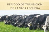 DR FERNANDO BENAVIDES ESCOBAR PERIODO DE TRANSICION … · b) Período de vaca seca Una vez que la secreción termina, el período que viene es menos crítico en cuando al manejo