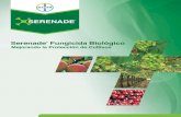 Serenade Fungicida Biológico · 2019-10-21 · Serenade® es un fungicida biológico que puede utilizarse contra las enfermedades foliares y de suelo en frutales y hortalizas. Basado