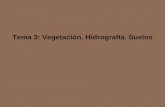 Tema 3: Vegetación. Hidrografía. Suelos...-Bosque perennifolios: de mediana altura, tronco no rectilíneo corteza gruesa y rugosa de tipo esclerófilo (adaptado a la sequedad), con