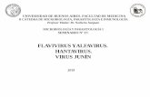 FLAVIVIRUS Y ALFAVIRUS. HANTAVIRUS. VIRUS JUNÍN 17.pdf · • Los alfavirus se unen a receptores específicos expresados en numerosos tipos distintos de células de muchas especies