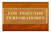 LOS INSECTOS PERFORADOREScedinfor.lamolina.edu.pe/Separatas FCF/Proteccion... · 2007-12-26 · desarrollo del hongo Ceratocystis fimbriata que causa la enfermedad denominada “necrosis