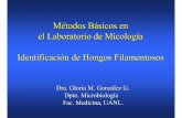 Métodos Básicos en el Laboratorio de Micología ...respyn2.uanl.mx/especiales/2005/ee-12-2005/documentos/conferen… · Identificación de hongos filamentosos. Características