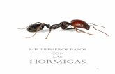 Mis primeros pasos con las Hormigas - lamarabunta.org primeros pasos con las Hormigas_… · En las hormigas, además, existe una segunda constricción, entre el segundo y el tercer
