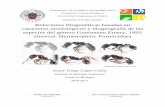Relaciones filogenéticas basadas en especies del género ... EMBARGO 12 MESE… · las hipótesis actuales sobre la filogenia de los formícidos procedan exclusivamente de datos