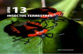INSECTOS TERRESTRESrepositorio.geotech.cu/jspui/bitstream/1234/1454/15... · de los hábitats. Por ejemplo, las mariposas reaccionan de manera rápida ante cambios ambientales, ya