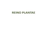 REINO PLANTAE · •El Reino de las Plantas o Plantae, con más de 300 000 tipos diferentes poblando el planeta, son Eucariotas pluricelulares fotosintéticos adaptados a la vida