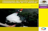 PROGRAMA DE ACCIÓN PARA LA CONSERVACIÓN DE LA ESPECIE · 2012-02-01 · de alta prioridad de conservación, por estar en peligro crítico de extinción en México y Guatemala (Brooks