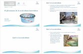 Qué es la acuicultura El pleonasmo de la acuicultura ... · Control de parámetros químicos. JM López. ACUIFOTO 09 - Fundación Biodiversidad. Ámbitos de innovación en acuicultura