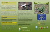 Proyecto LIFE11 BIO/ES/727 · Comportamiento germinativo de las semillas de Astragalus nitidiflorus y su relación con la forma-ción de bancos de semillas edáficos. Implicación