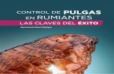 CONTROL DE PULGAS EN RUMIANTES LAS CLAVES DEL ÉXITO · 2019-05-20 · Importancia del control de pulgas Las pulgas tienen el “orgullo” de ser transmisoras de una de las pandemias