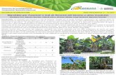 Marchitez por Fusarium o mal de Panamá del banano y otras … · 2019-09-13 · Plan de contingencia ante un brote de la raza 4 tropical de Fusarium oxysporum f. sp. cubense. Organismo
