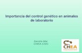 Importancia del control genético en animales de laboratorio · Importancia del control genético en animales de laboratorio Sandra Mai CHEA-CSIC. Animal de laboratorio= Reactivo
