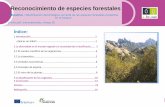 Reconocimiento de especies forestaleseforown.ctfc.cat/pdf/Fitxa 7a - Castella_Reconocer las Sp Forestales... · La gran variedad de especies vegetales dentro del reino de las plantas